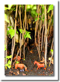 DAPACU MINIATURE FORESTS  Mini Bosques